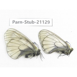 Parnassius stubbendorfii tartarus. 2M. Parn-Stub-21129