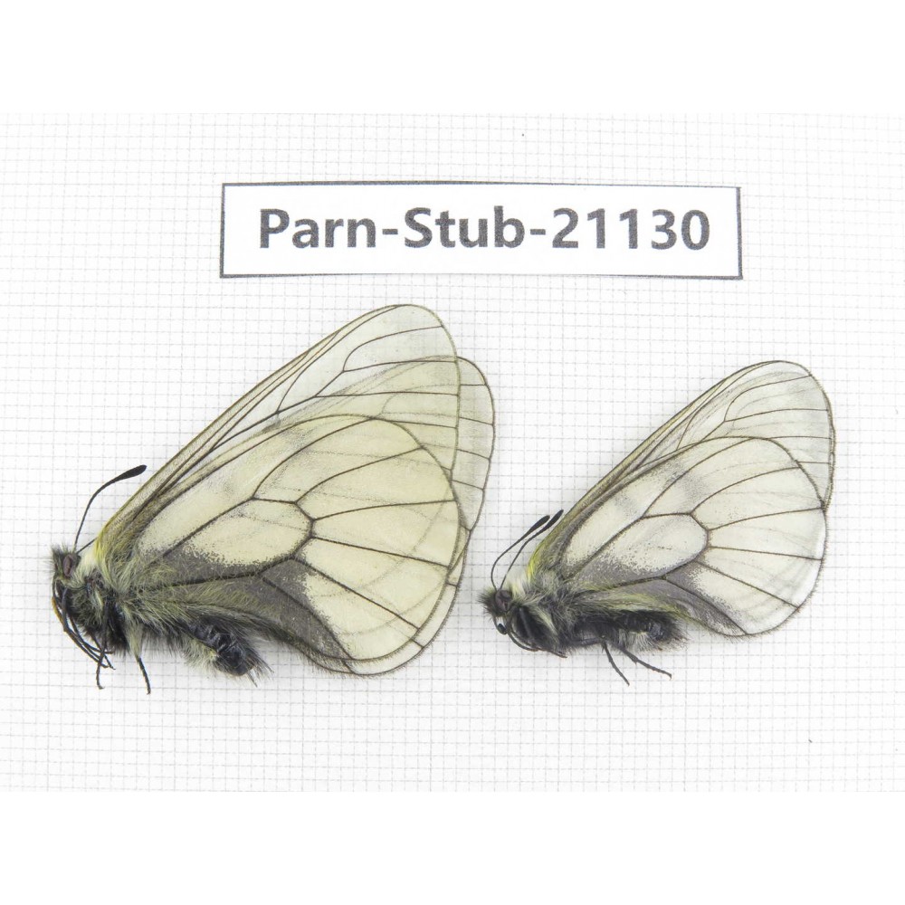 Parnassius stubbendorfii tartarus. 2M. Parn-Stub-21130