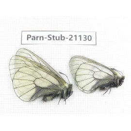 Parnassius stubbendorfii tartarus. 2M. Parn-Stub-21130