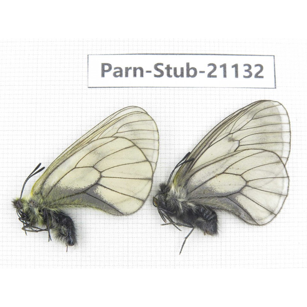 Parnassius stubbendorfii tartarus. 2M. Parn-Stub-21132
