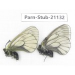 Parnassius stubbendorfii tartarus. 2M. Parn-Stub-21132