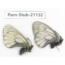 Parnassius stubbendorfii tartarus. 2M. Parn-Stub-21132