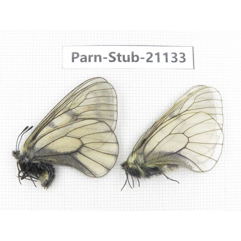 Parnassius stubbendorfii tartarus. 2M. Parn-Stub-21133