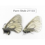 Parnassius stubbendorfii tartarus. 2M. Parn-Stub-21133