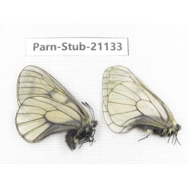 Parnassius stubbendorfii tartarus. 2M. Parn-Stub-21133