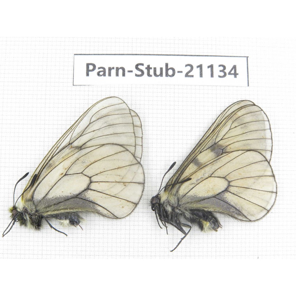 Parnassius stubbendorfii tartarus. 2M. Parn-Stub-21134