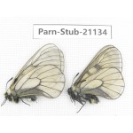 Parnassius stubbendorfii tartarus. 2M. Parn-Stub-21134