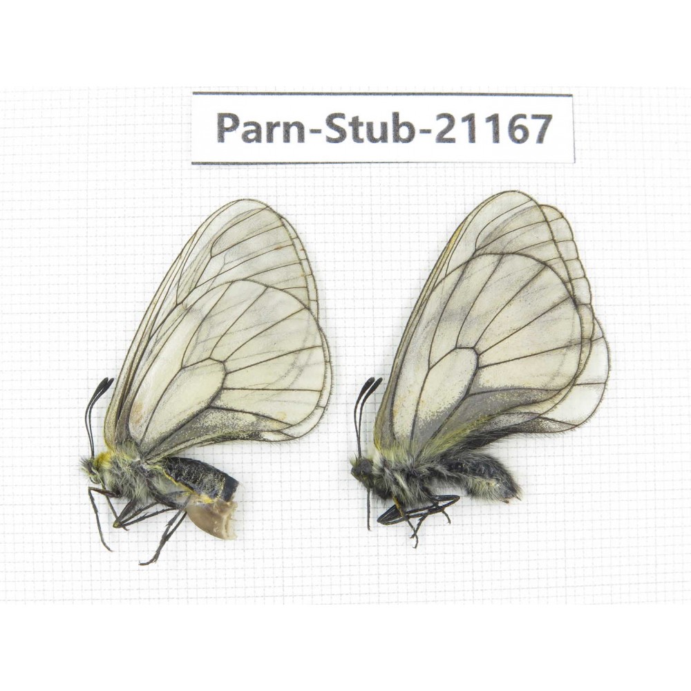 Parnassius stubbendorfii tartarus. 1P. Parn-Stub-21167.