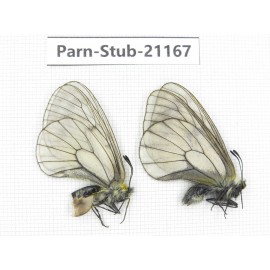 Parnassius stubbendorfii tartarus. 1P. Parn-Stub-21167.