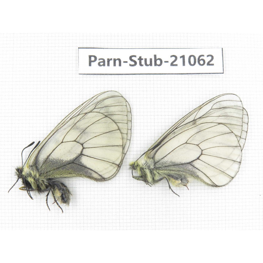 Parnassius stubbendorfii tartarus. 2M. Parn-Stub-21062