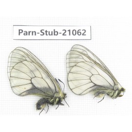 Parnassius stubbendorfii tartarus. 2M. Parn-Stub-21062