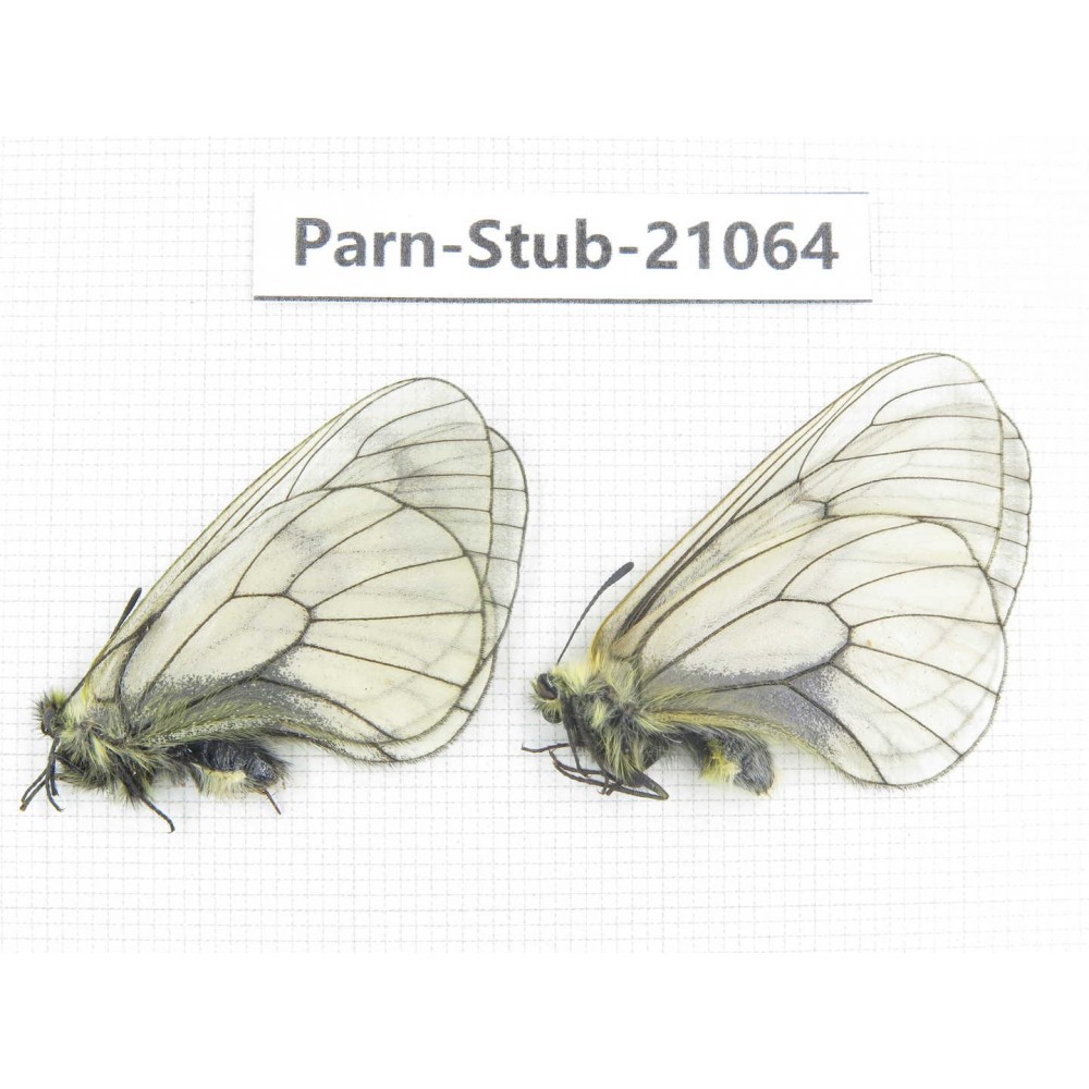 Parnassius stubbendorfii tartarus. 2M. Parn-Stub-21064
