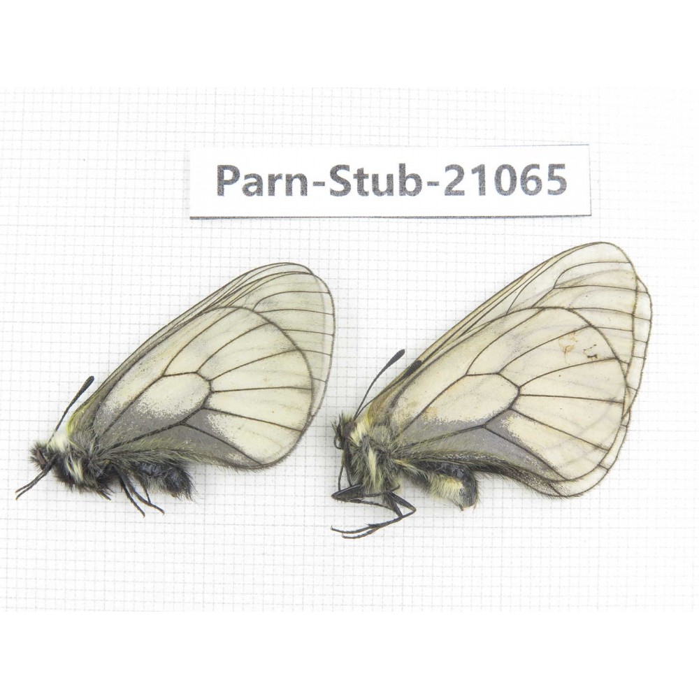 Parnassius stubbendorfii tartarus. 2M. Parn-Stub-21065