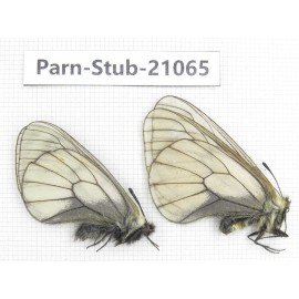 Parnassius stubbendorfii tartarus. 2M. Parn-Stub-21065