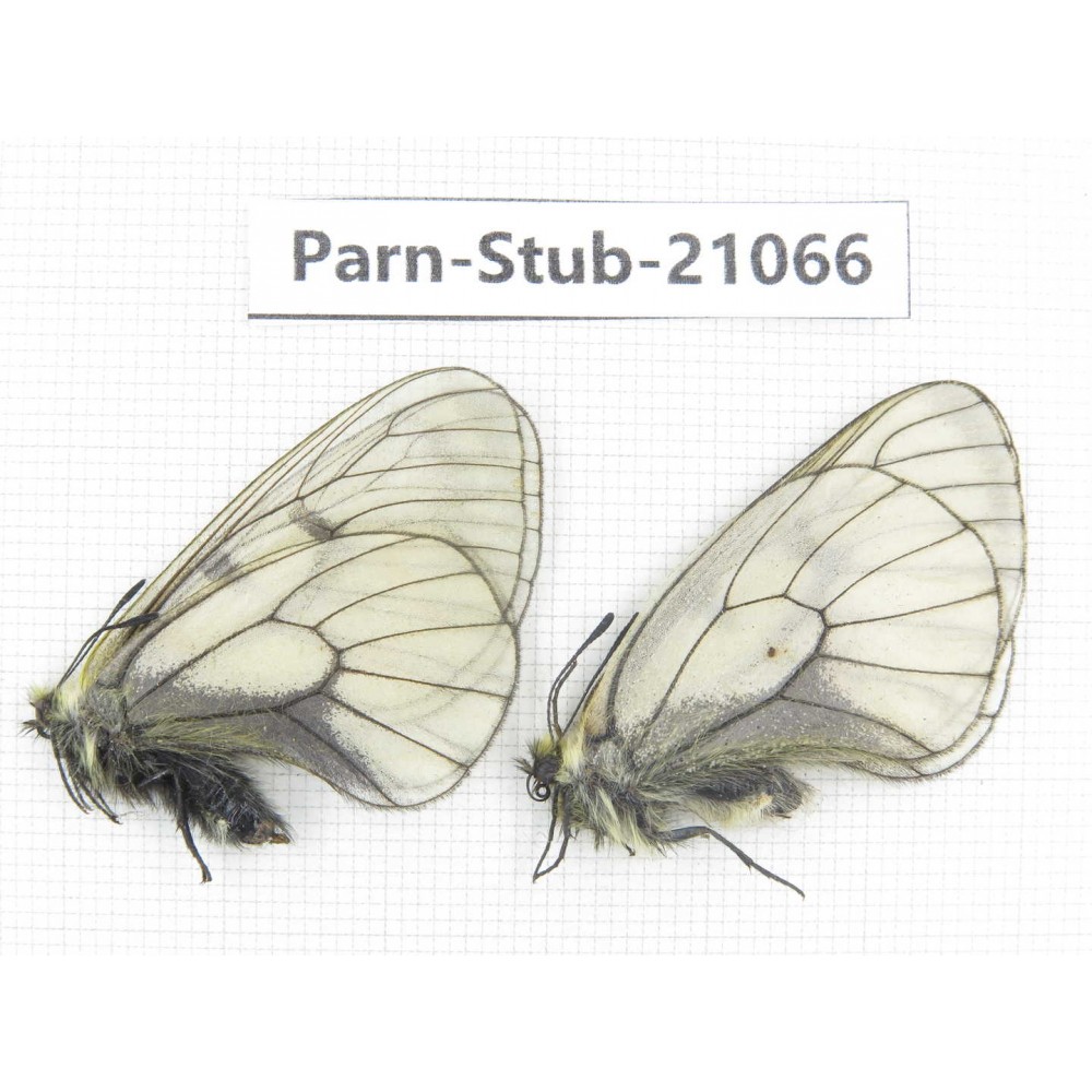 Parnassius stubbendorfii tartarus. 2M. Parn-Stub-21066