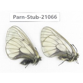 Parnassius stubbendorfii tartarus. 2M. Parn-Stub-21066