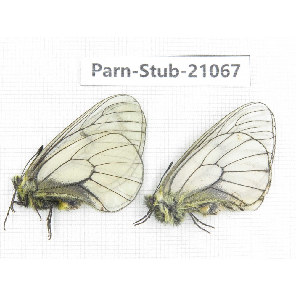 Parnassius stubbendorfii tartarus. 2M. Parn-Stub-21067
