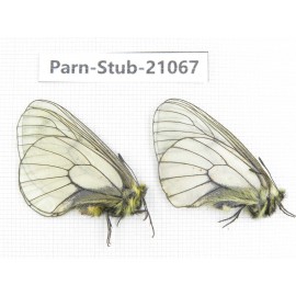 Parnassius stubbendorfii tartarus. 2M. Parn-Stub-21067