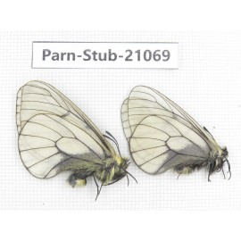 Parnassius stubbendorfii tartarus. 2M. Parn-Stub-21069