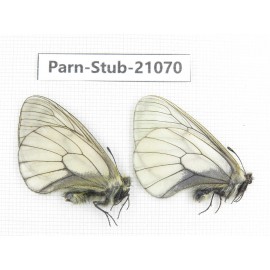 Parnassius stubbendorfii tartarus. 2M. Parn-Stub-21070