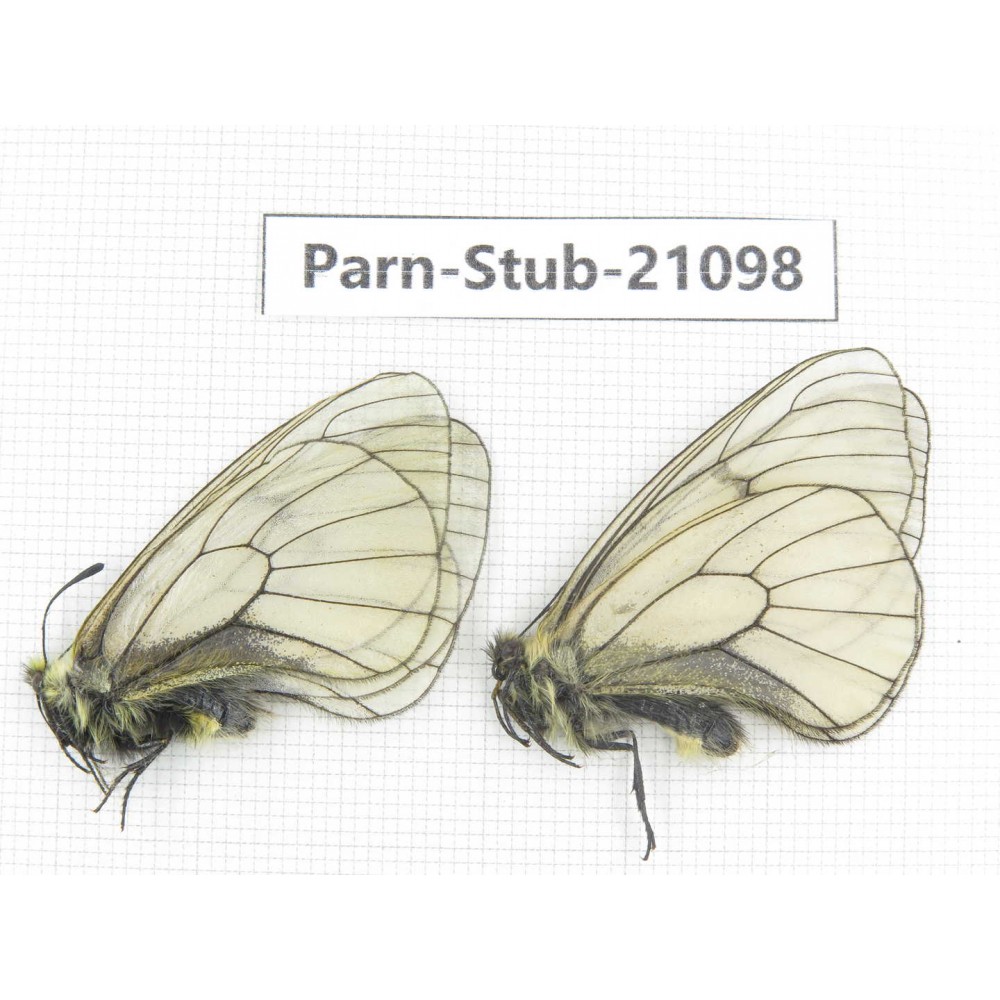 Parnassius stubbendorfii tartarus. 2M. Parn-Stub-21098