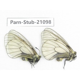 Parnassius stubbendorfii tartarus. 2M. Parn-Stub-21098