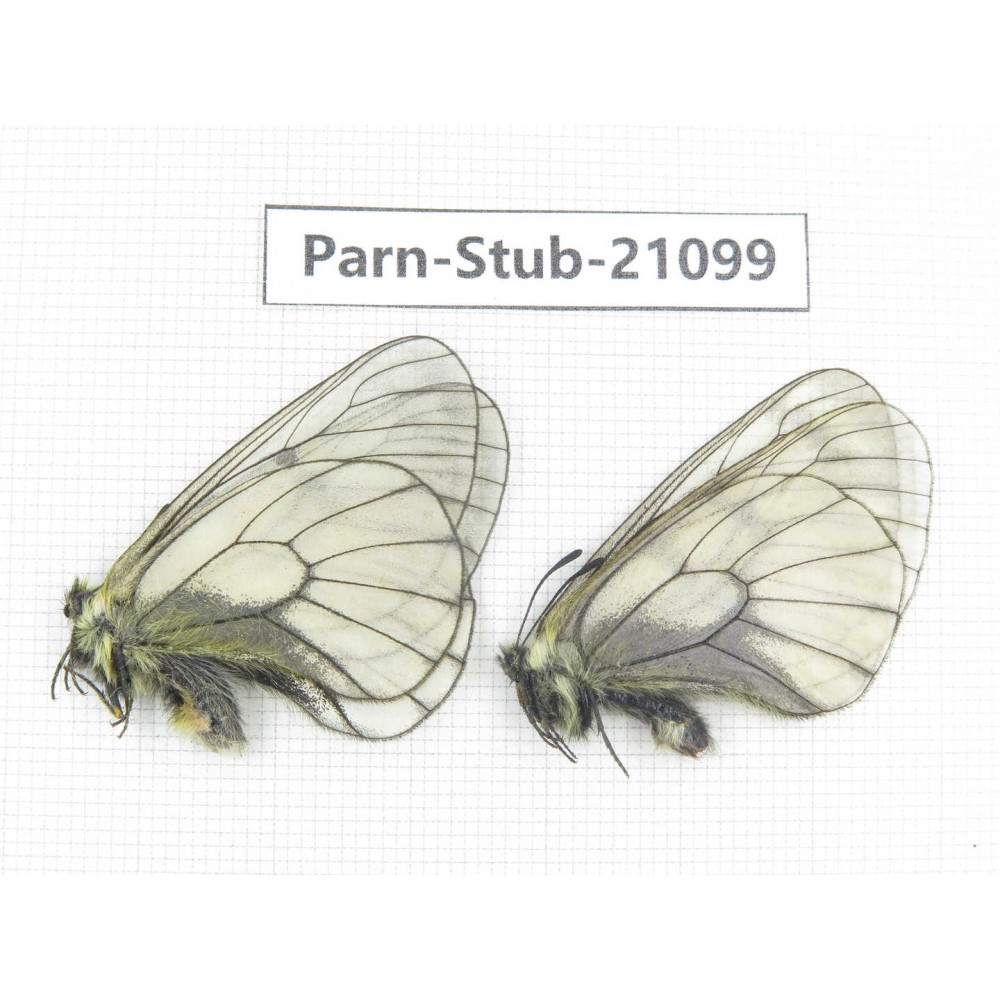 Parnassius stubbendorfii tartarus. 2M. Parn-Stub-21099