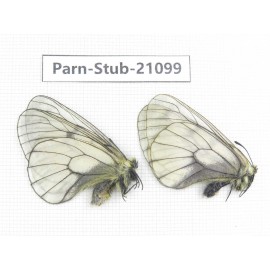 Parnassius stubbendorfii tartarus. 2M. Parn-Stub-21099