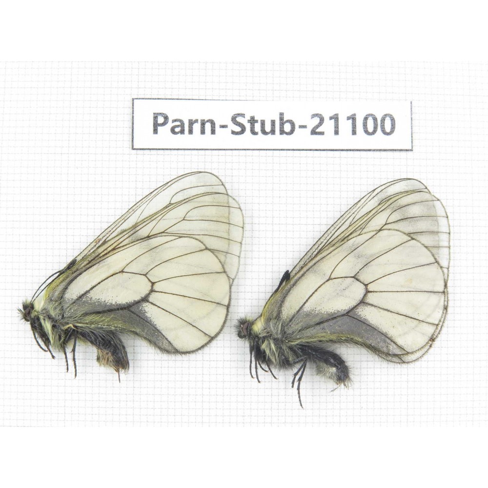 Parnassius stubbendorfii tartarus. 2M. Parn-Stub-21100
