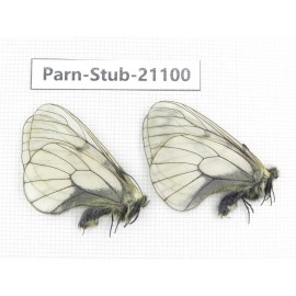 Parnassius stubbendorfii tartarus. 2M. Parn-Stub-21100