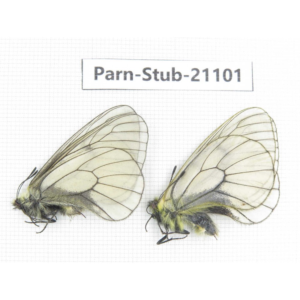 Parnassius stubbendorfii tartarus. 2M. Parn-Stub-21101