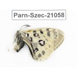 Parnassius szechenyii. China, Qinghai, Haixi, Tianjun county, Mt.Guanjiaoshan. 1F. Parn-Szec-21058.