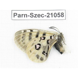 Parnassius szechenyii. China, Qinghai, Haixi, Tianjun county, Mt.Guanjiaoshan. 1F. Parn-Szec-21058.
