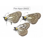 Aporia agathon omotoi. China, Yunnan, Dali, Fengyi town. 3M. Pier-Apor-20422.