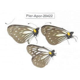 Aporia agathon omotoi. China, Yunnan, Dali, Fengyi town. 3M. Pier-Apor-20422.