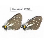 Aporia agathon omotoi. China, Yunnan, Dali, N of Mt.Cangshan. 2M. Pier-Apor-21955.