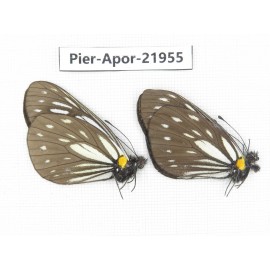 Aporia agathon omotoi. China, Yunnan, Dali, N of Mt.Cangshan. 2M. Pier-Apor-21955.