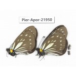 Aporia agathon omotoi. China, Yunnan, Dali, N of Mt.Cangshan. 2M. Pier-Apor-21950.