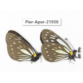 Aporia agathon omotoi. China, Yunnan, Dali, N of Mt.Cangshan. 2M. Pier-Apor-21950.