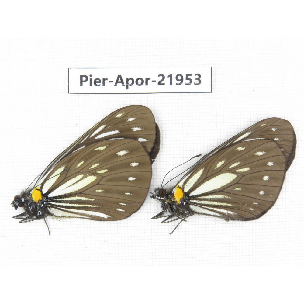Aporia agathon omotoi. China, Yunnan, Dali, N of Mt.Cangshan. 2M. Pier-Apor-21953.