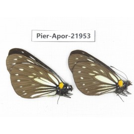 Aporia agathon omotoi. China, Yunnan, Dali, N of Mt.Cangshan. 2M. Pier-Apor-21953.