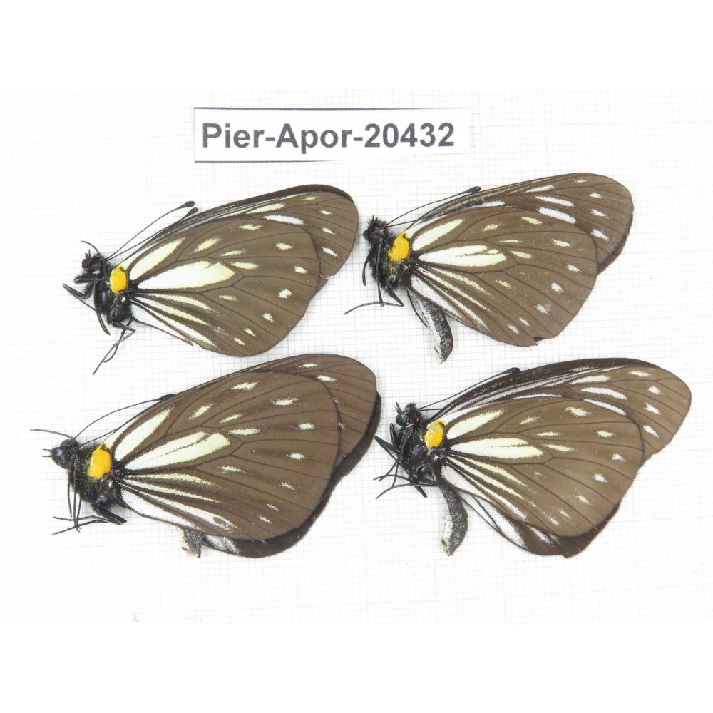 Aporia agathon omotoi. China, Yunnan, Dali, S of Eryuan county. 4M. Pier-Apor-20432.