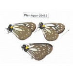 Aporia agathon omotoi. China, Yunnan, Dali, S of Mt.Cangshan. 3M. Pier-Apor-20453.