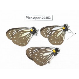 Aporia agathon omotoi. China, Yunnan, Dali, S of Mt.Cangshan. 3M. Pier-Apor-20453.