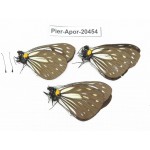 Aporia agathon omotoi. China, Yunnan, Dali, S of Mt.Cangshan. 3M. Pier-Apor-20454.