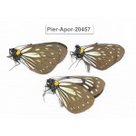 Aporia agathon omotoi. China, Yunnan, Dali, S of Mt.Cangshan. 3M. Pier-Apor-20457.