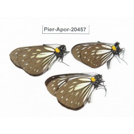 Aporia agathon omotoi. China, Yunnan, Dali, S of Mt.Cangshan. 3M. Pier-Apor-20457.