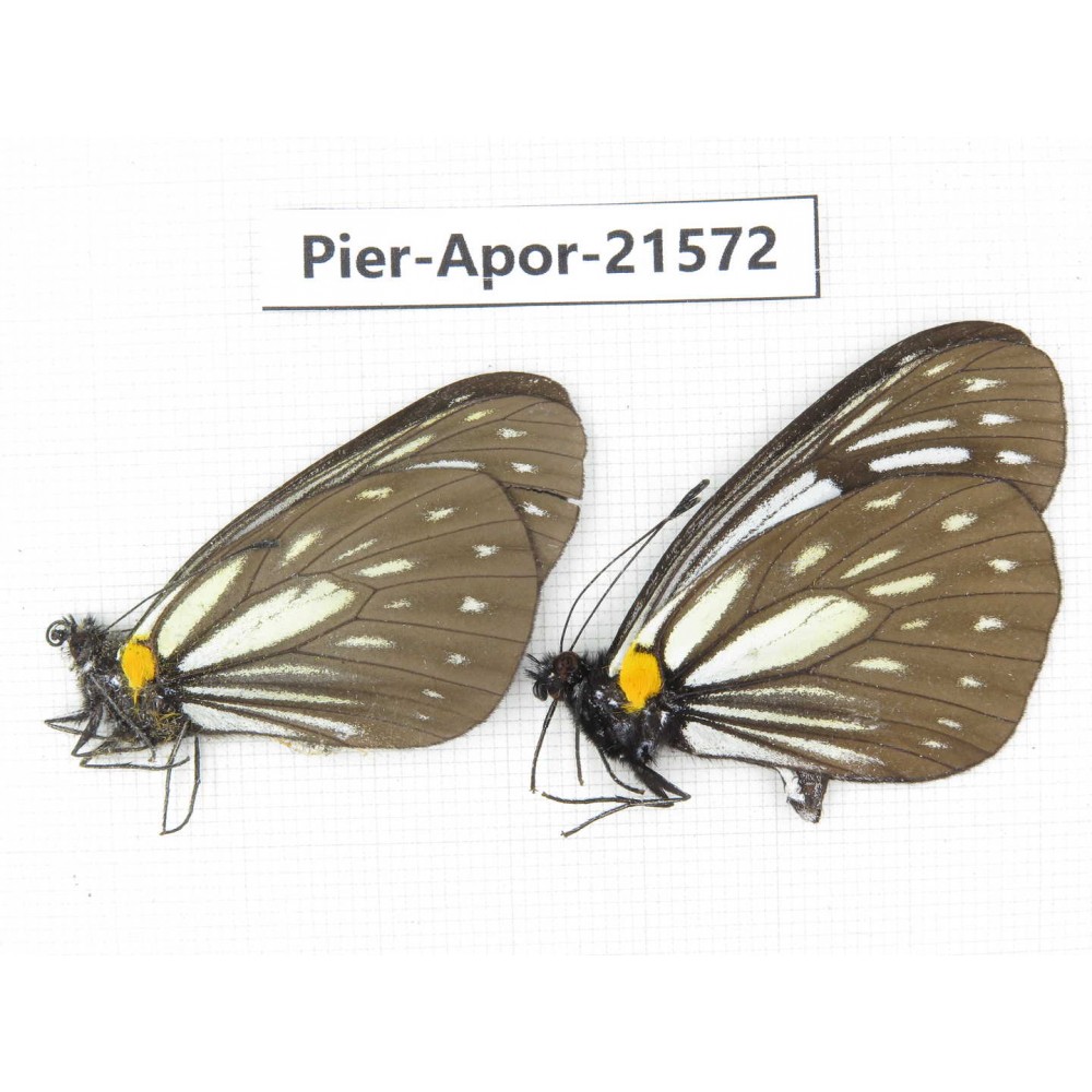Aporia agathon omotoi. China, Yunnan, Dehong area, Yingjiang county. 2M. Pier-Apor-21572.