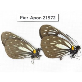 Aporia agathon omotoi. China, Yunnan, Dehong area, Yingjiang county. 2M. Pier-Apor-21572.