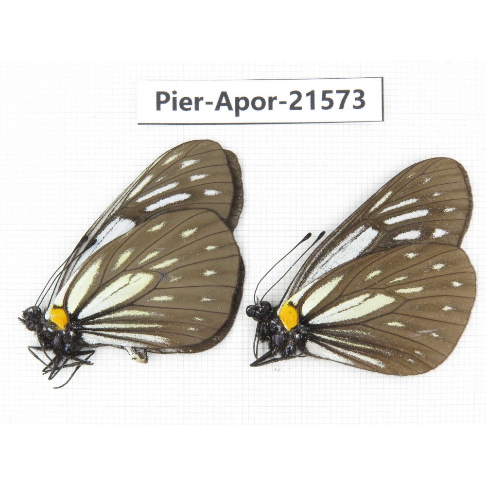 Aporia agathon omotoi. China, Yunnan, Dehong area, Yingjiang county. 2M. Pier-Apor-21573.